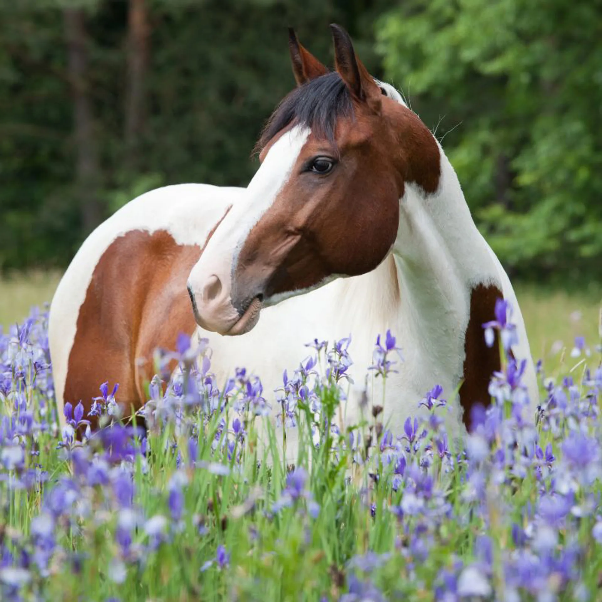 Horse in Field